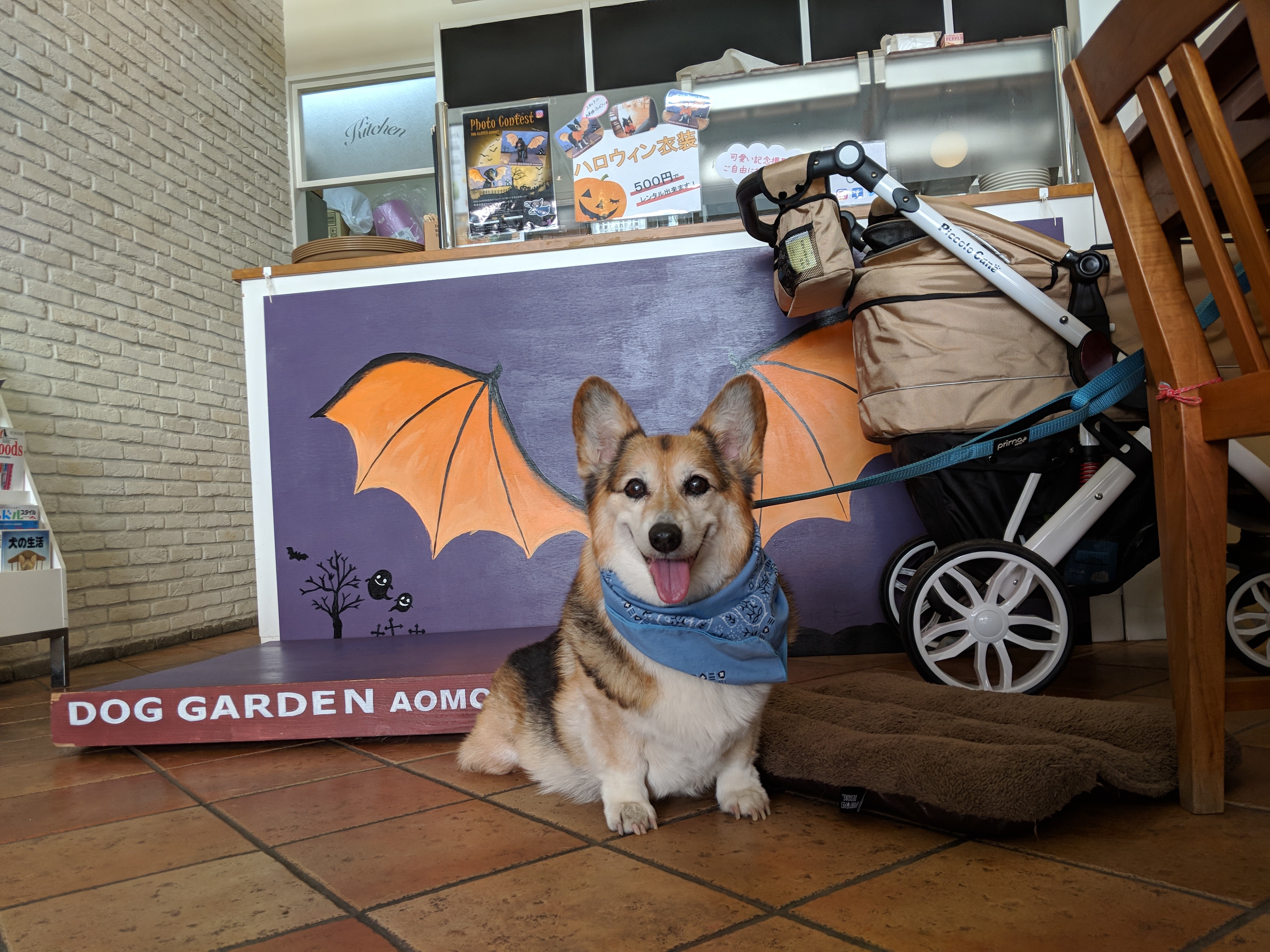 Einstein strategically placed in front of the Halloween decorations at the cafe