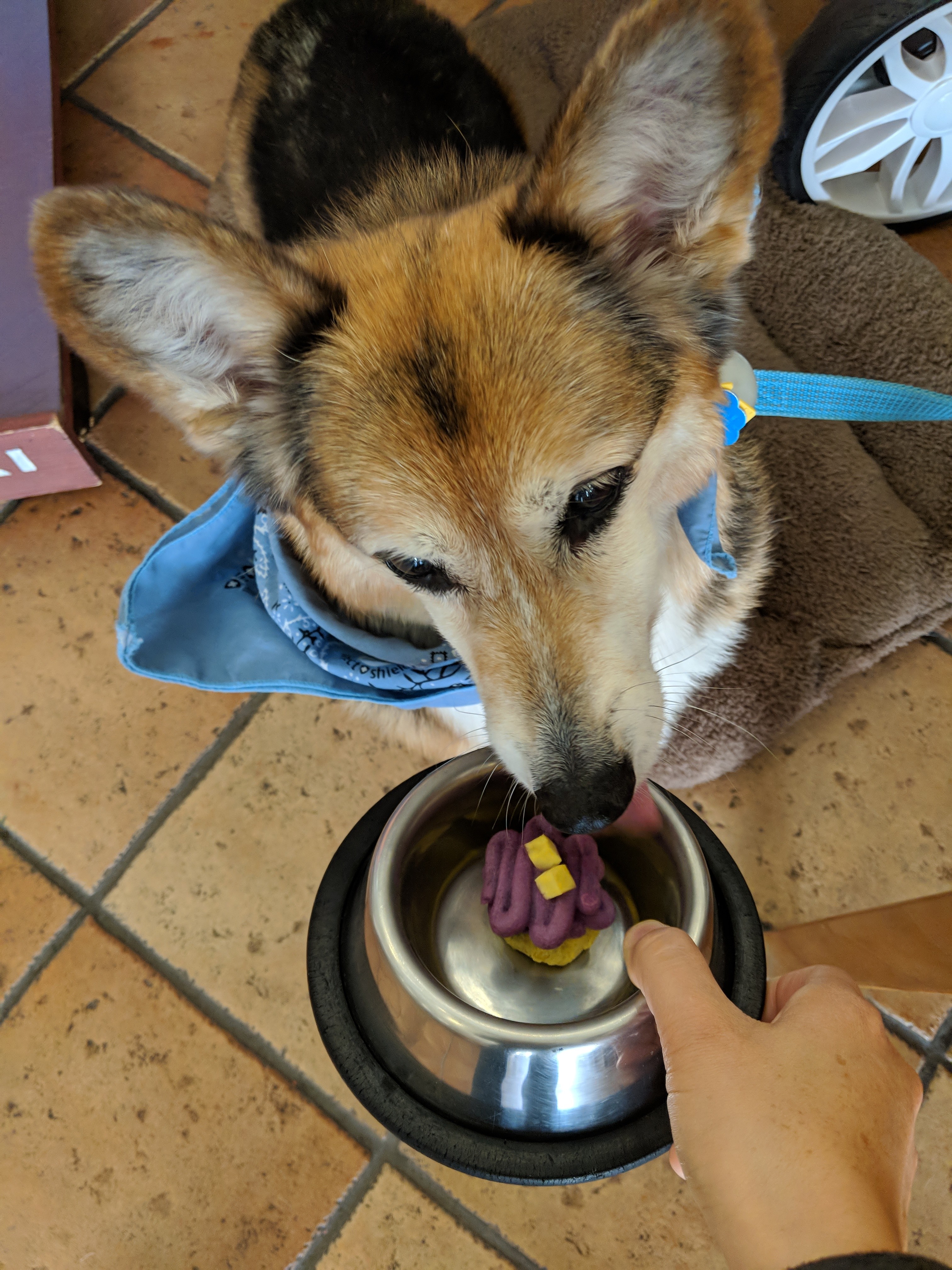 The treats came in little dog bowls!