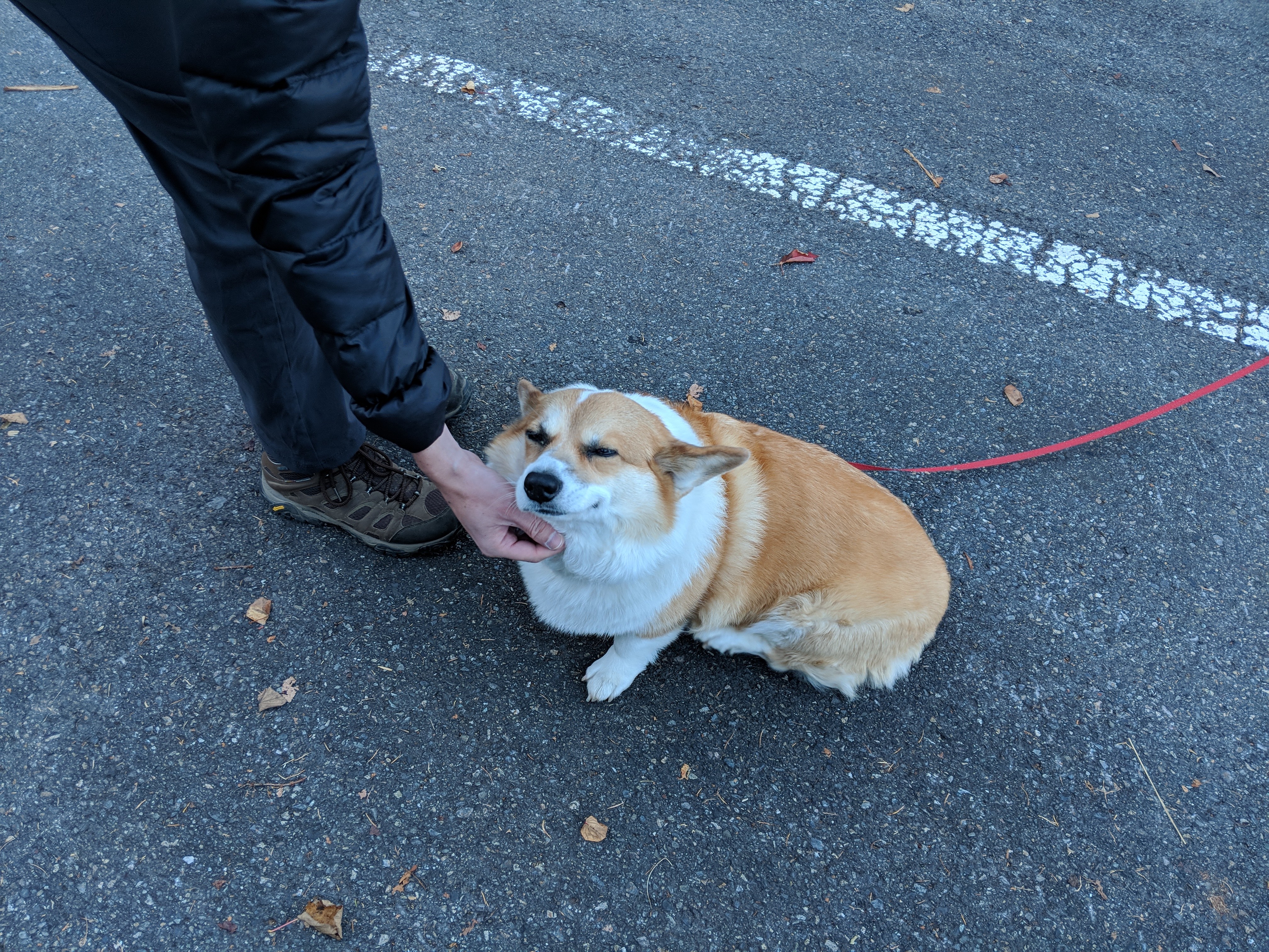 We met a corgi