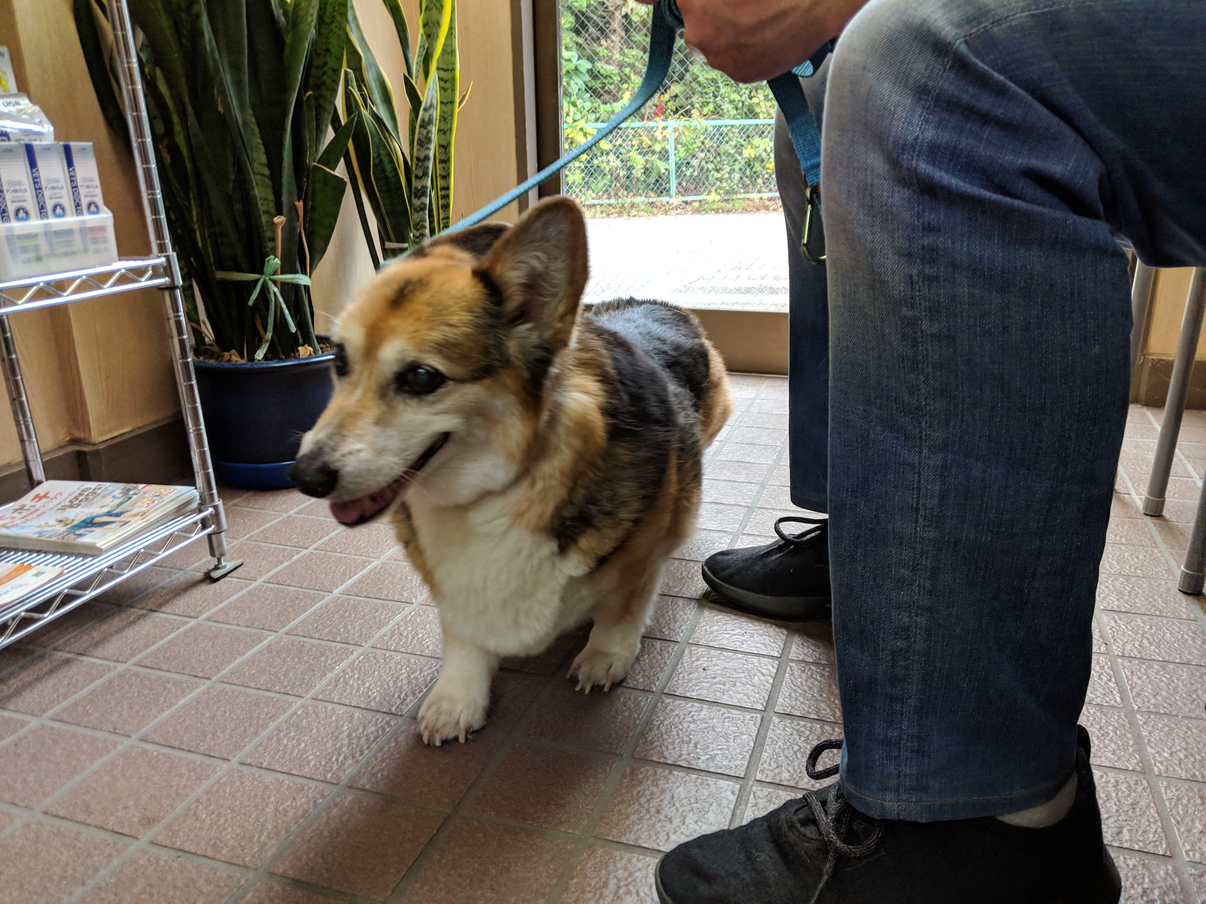 Einstein absolutely LOVING the vet's office (not)