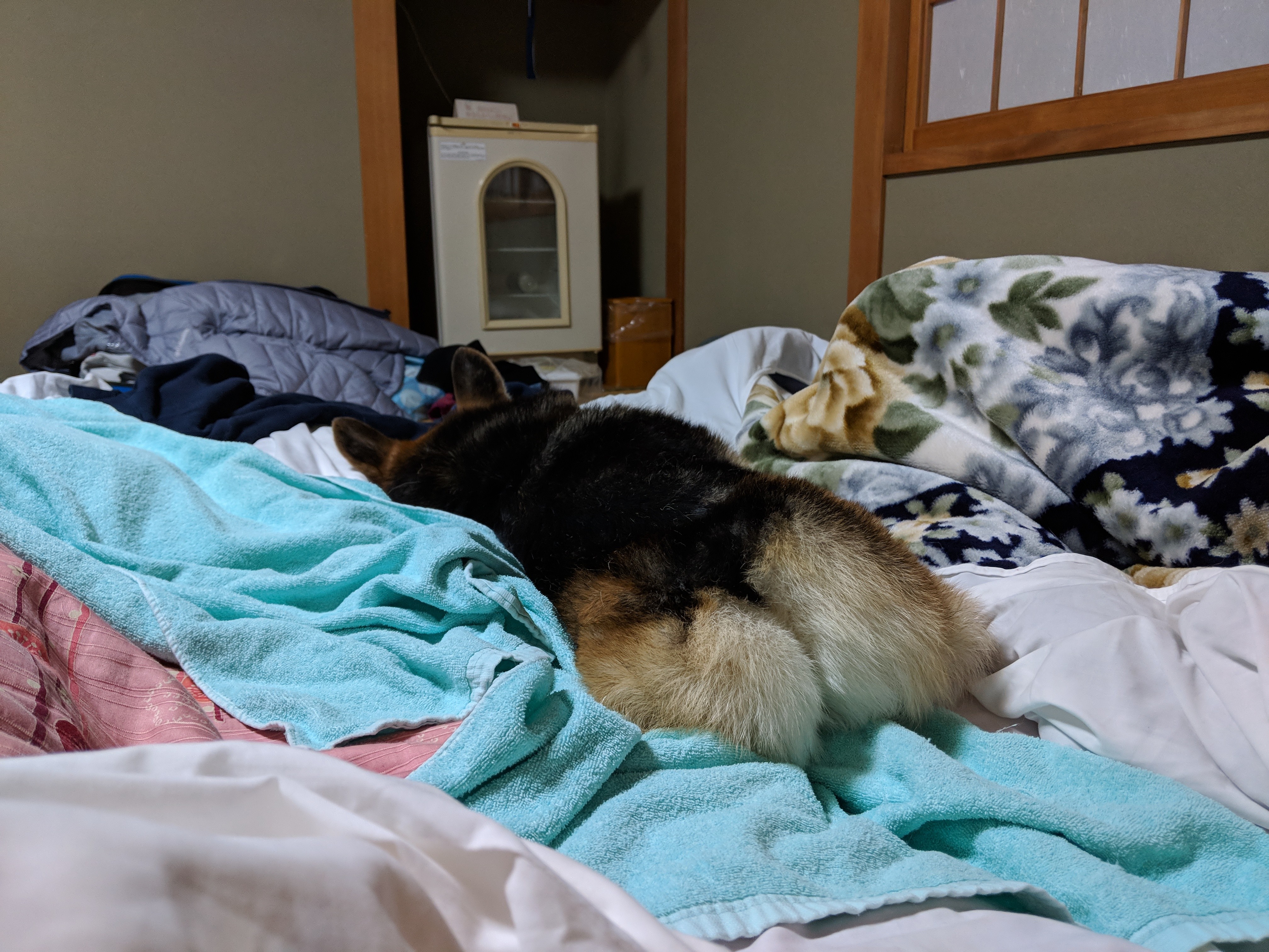 Einstein sleeping between our futons