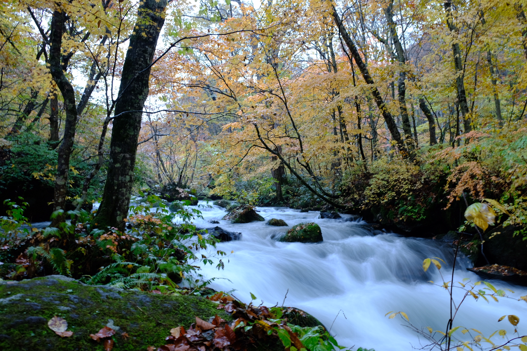 The Oirase Stream