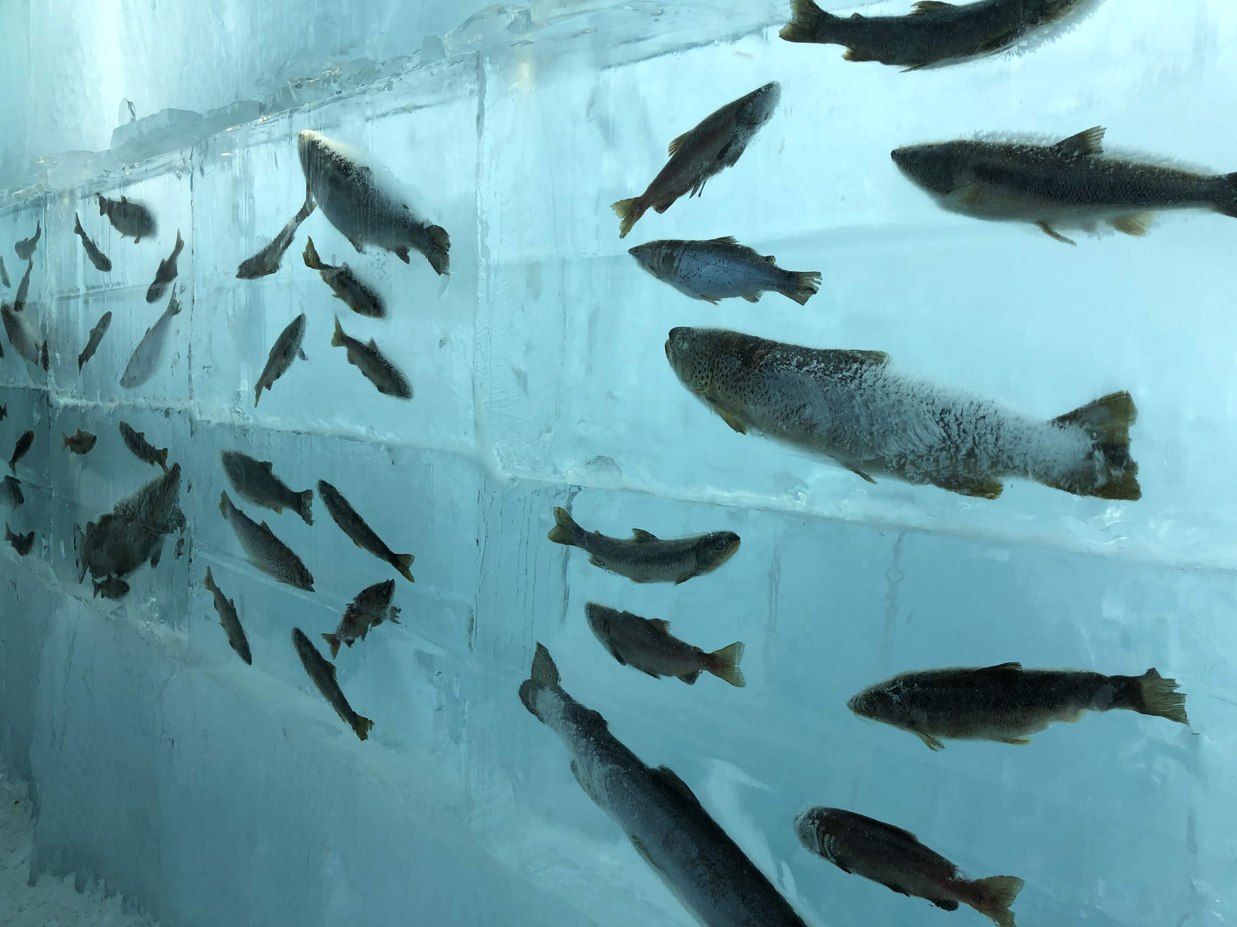 Frozen fish inside one of the ice buildings