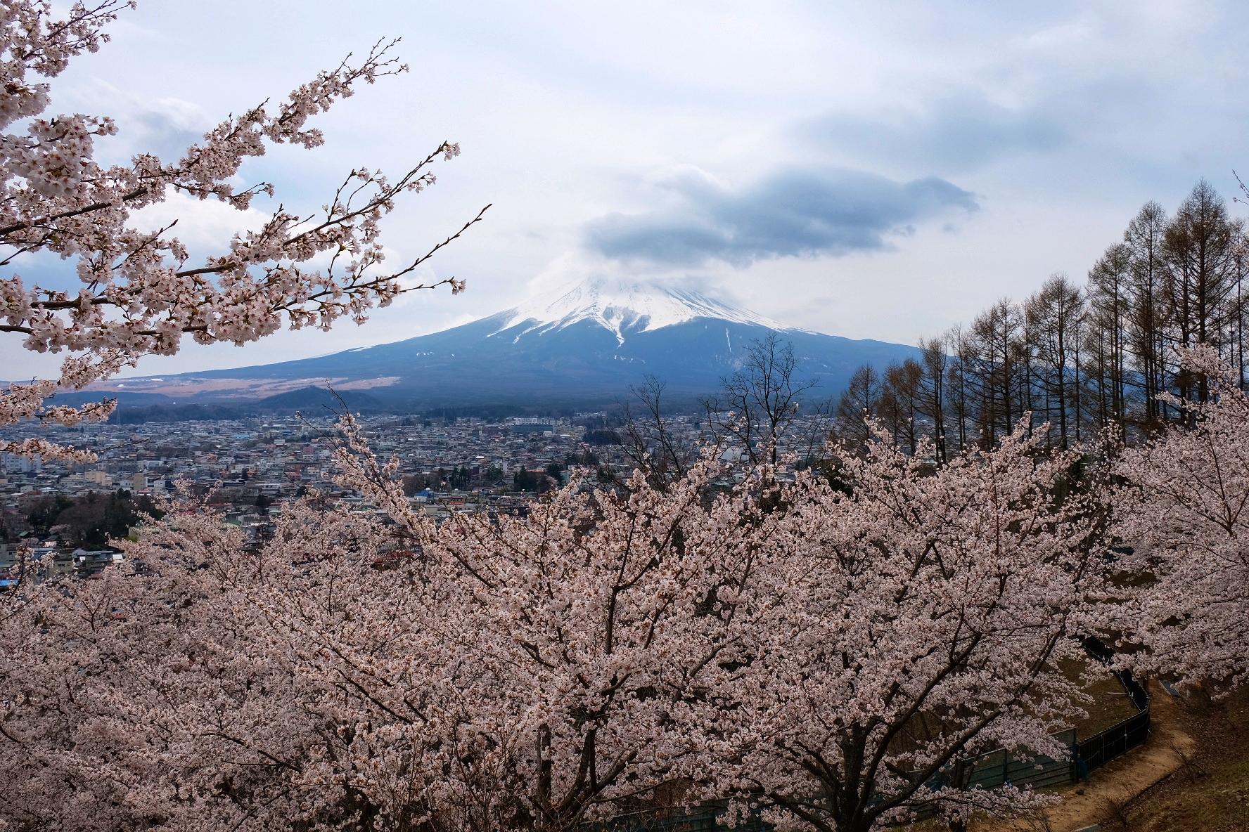 Mt. Fuji surrounded by nearby cherry blossoms